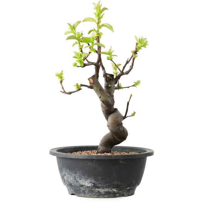 Pseudocydonia sinensis, 28 cm, ± 12 ans