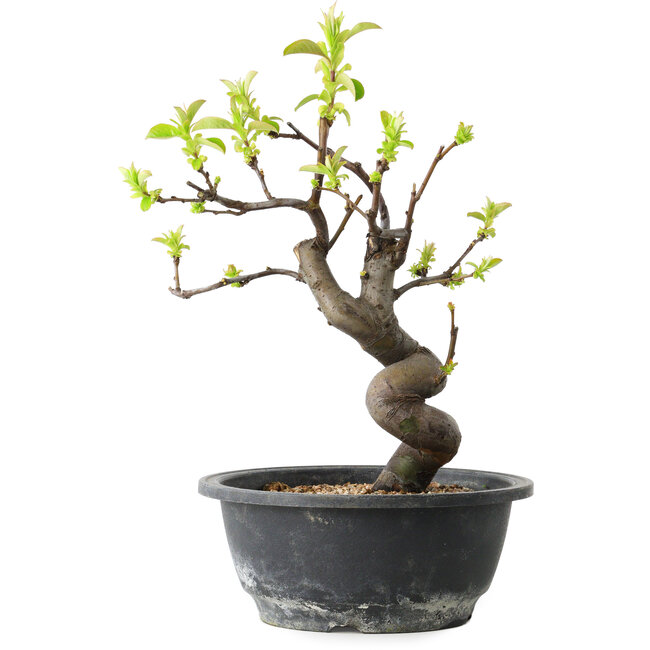 Pseudocydonia sinensis, 28 cm, ± 12 Jahre alt