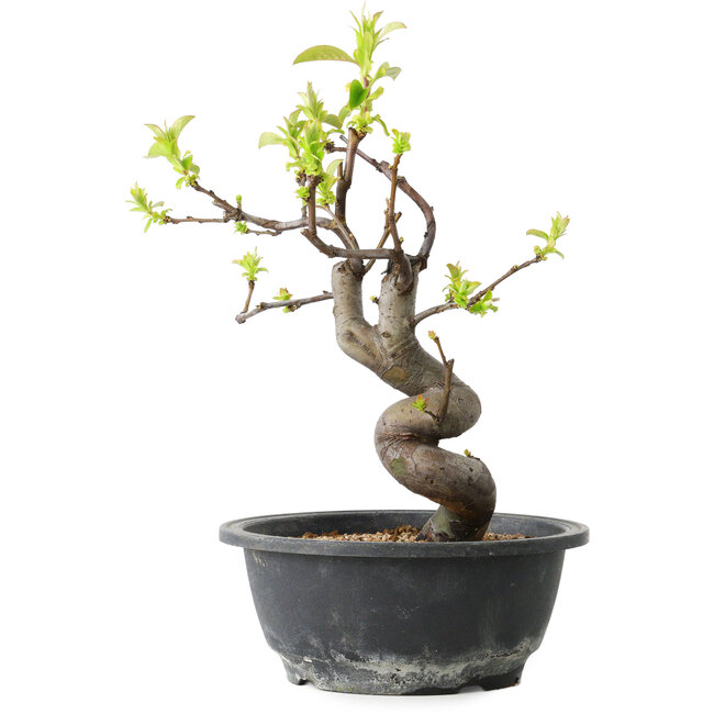 Pseudocydonia sinensis, 28 cm, ± 12 jaar oud