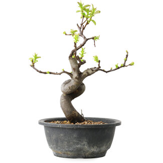 Pseudocydonia sinensis, 29 cm, ± 12 jaar oud