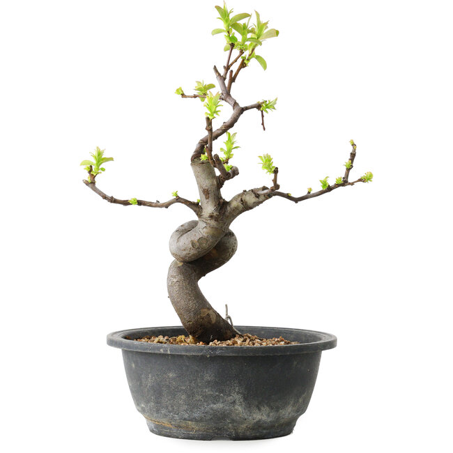Pseudocydonia sinensis, 29 cm, ± 12 jaar oud