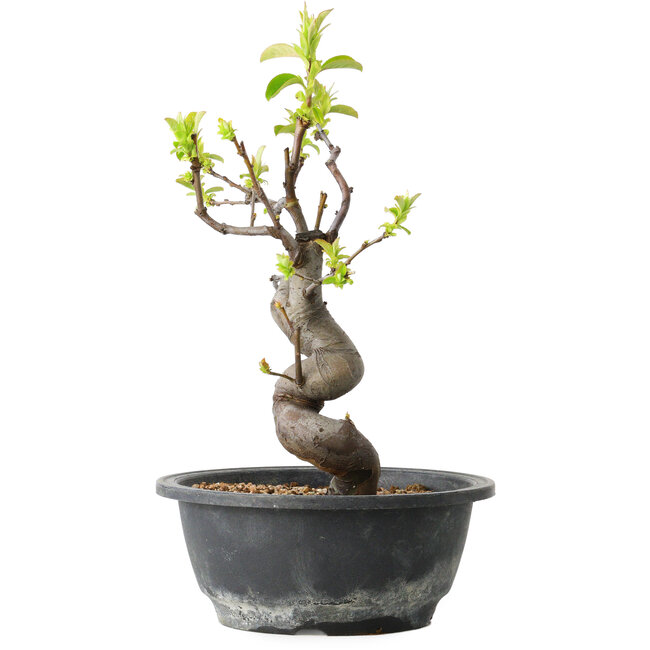 Pseudocydonia sinensis, 28 cm, ± 12 years old