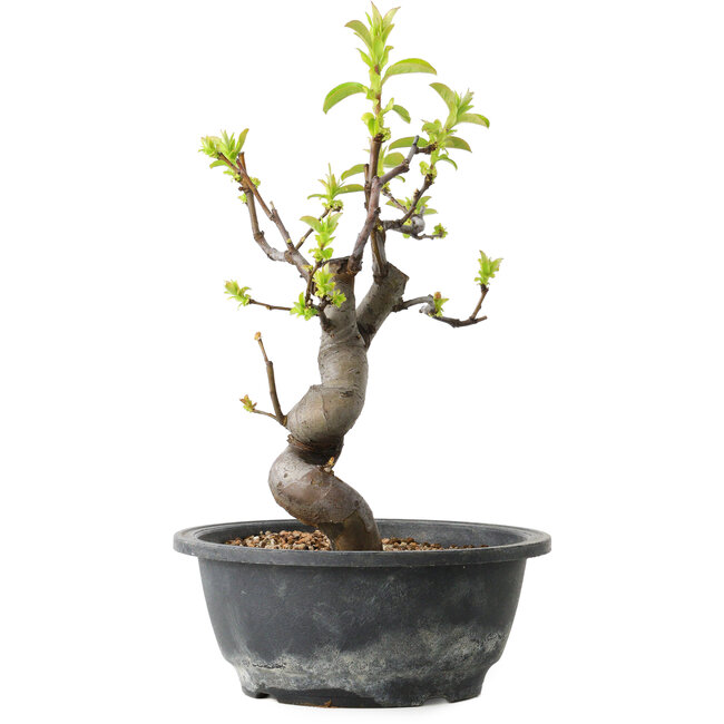 Pseudocydonia sinensis, 28 cm, ± 12 años