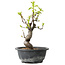 Pseudocydonia sinensis, 28 cm, ± 12 jaar oud