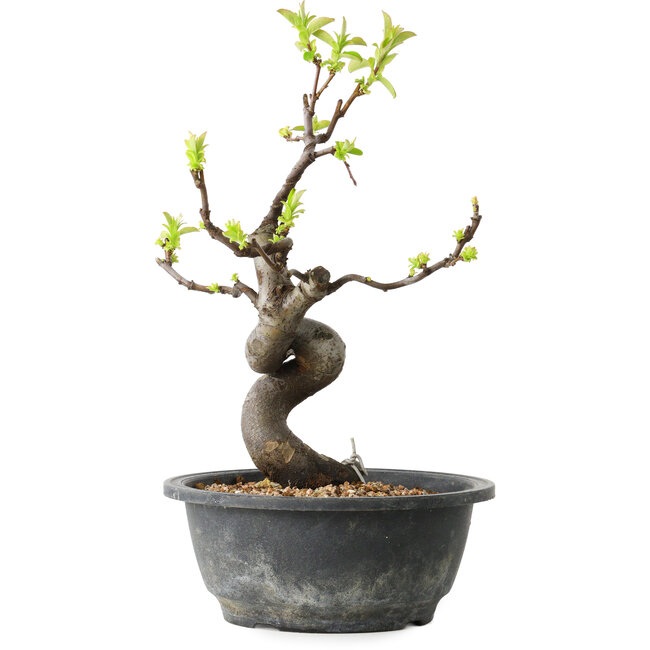 Pseudocydonia sinensis, 29 cm, ± 12 Jahre alt