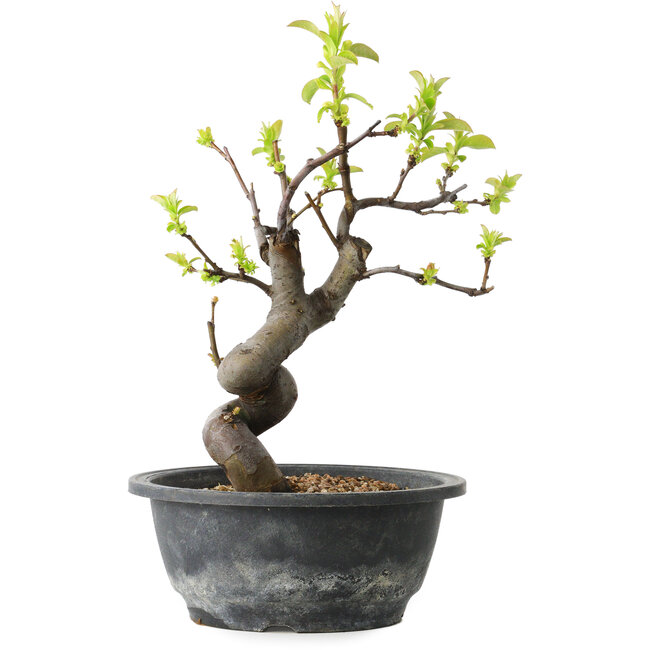 Pseudocydonia sinensis, 28 cm, ± 12 years old