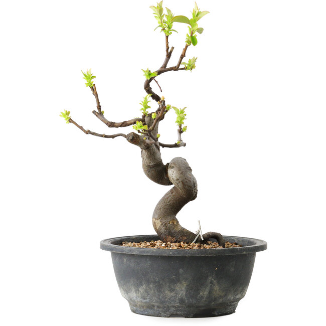 Pseudocydonia sinensis, 29 cm, ± 12 jaar oud