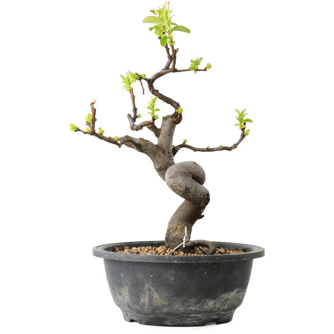 Pseudocydonia sinensis, 29 cm, ± 12 years old