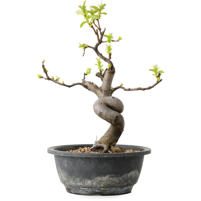 Pseudocydonia sinensis, 29 cm, ± 12 ans