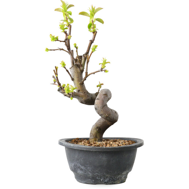 Pseudocydonia sinensis, 30 cm, ± 12 años