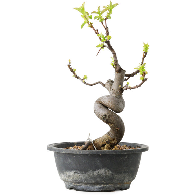 Pseudocydonia sinensis, 29 cm, ± 12 Jahre alt