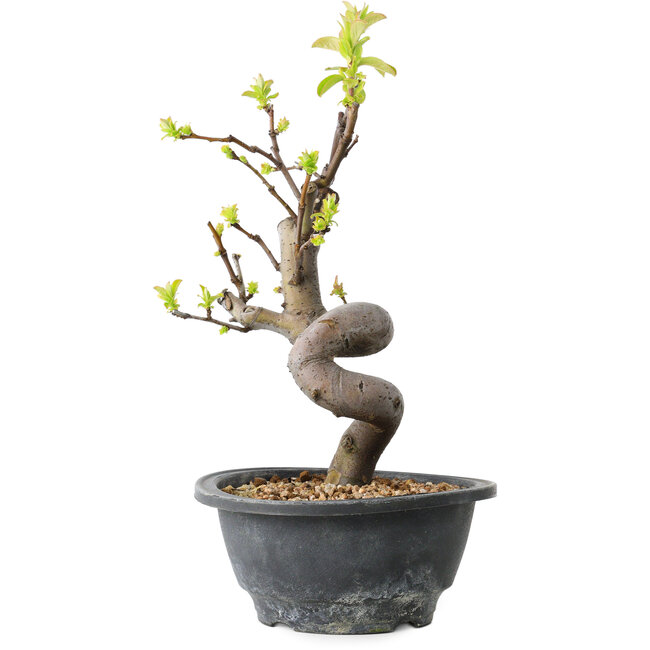 Pseudocydonia sinensis, 30 cm, ± 12 jaar oud