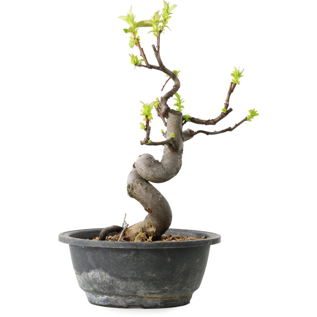 Pseudocydonia sinensis, 29 cm, ± 12 ans