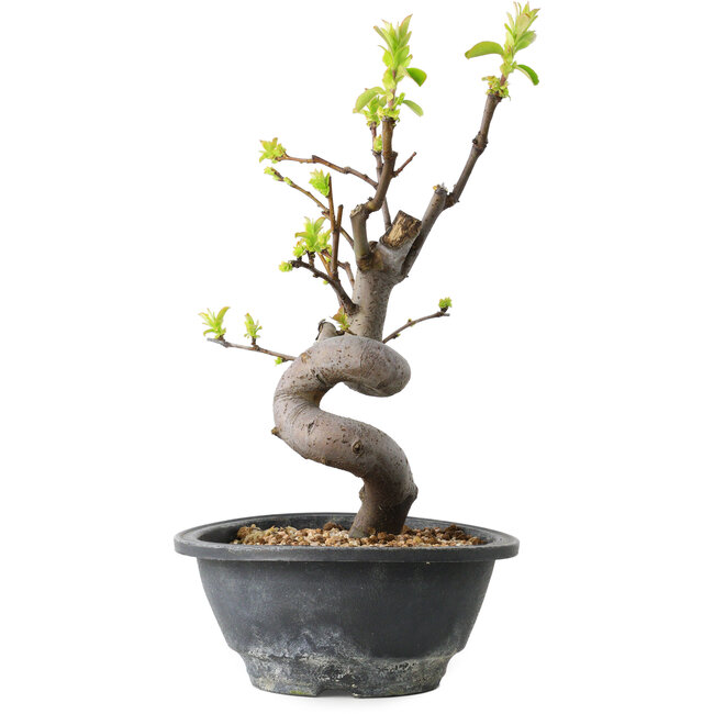 Pseudocydonia sinensis, 30 cm, ± 12 ans