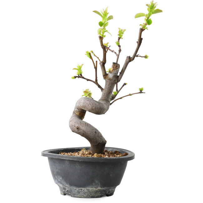 Pseudocydonia sinensis, 30 cm, ± 12 ans