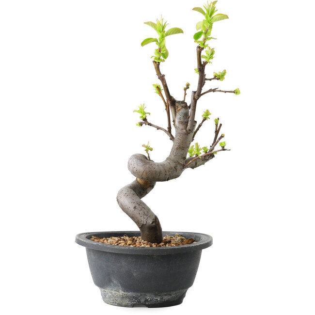 Pseudocydonia sinensis, 30 cm, ± 12 years old