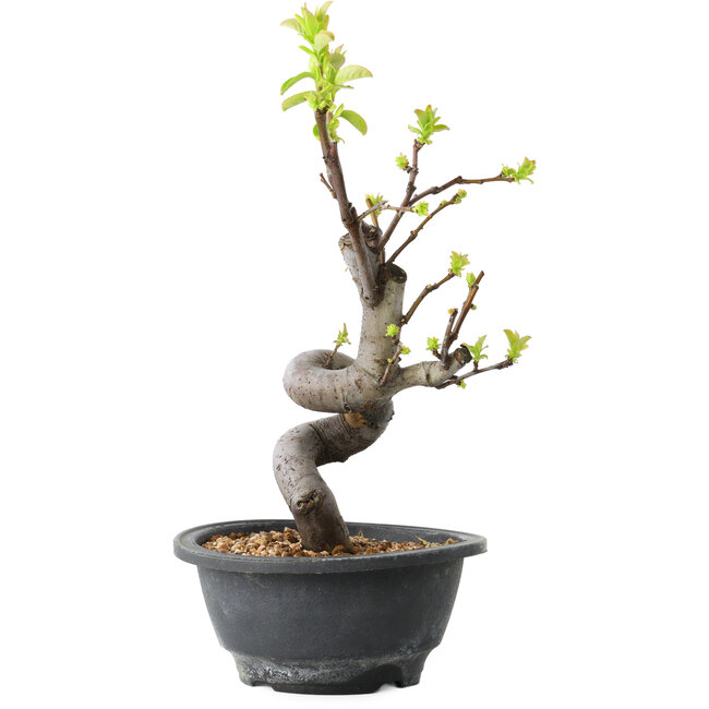 Pseudocydonia sinensis, 30 cm, ± 12 años