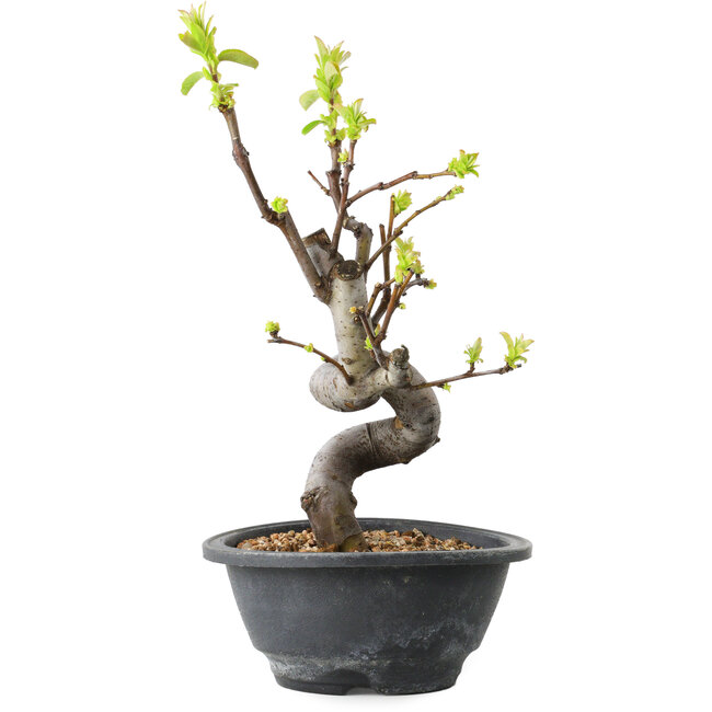 Pseudocydonia sinensis, 30 cm, ± 12 ans