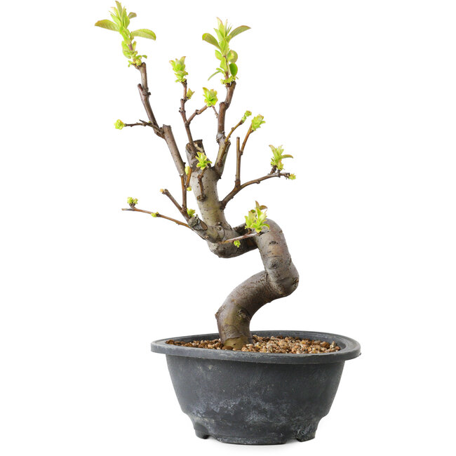 Pseudocydonia sinensis, 30 cm, ± 12 ans