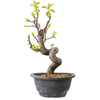 Pseudocydonia sinensis, 30 cm, ± 12 jaar oud
