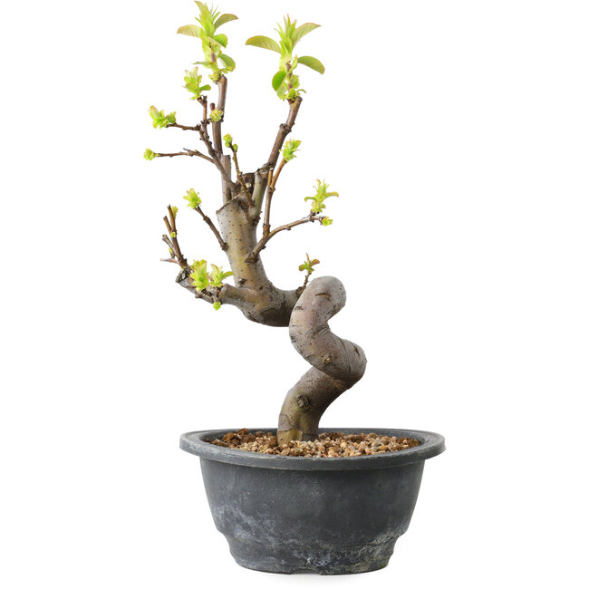 Pseudocydonia sinensis, 30 cm, ± 12 jaar oud