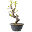 Pseudocydonia sinensis, 30 cm, ± 12 jaar oud