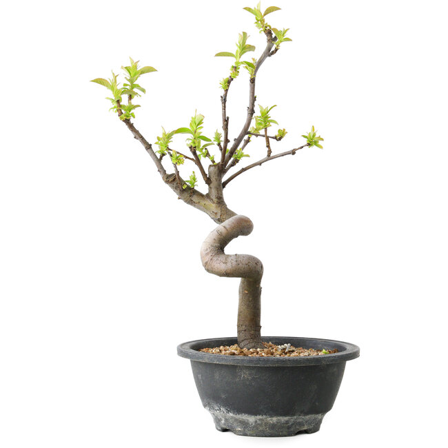 Pseudocydonia sinensis, 30 cm, ± 12 jaar oud