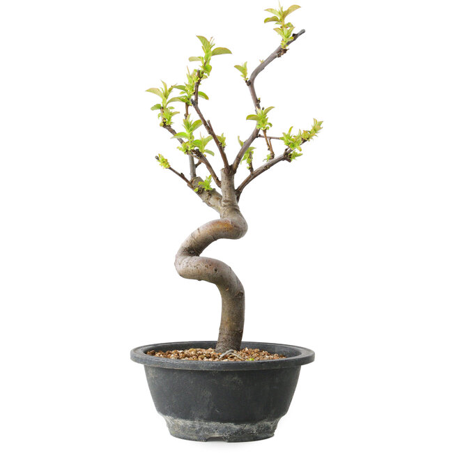 Pseudocydonia sinensis, 30 cm, ± 12 years old