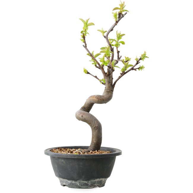 Pseudocydonia sinensis, 30 cm, ± 12 Jahre alt