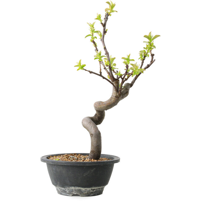 Pseudocydonia sinensis, 30 cm, ± 12 Jahre alt