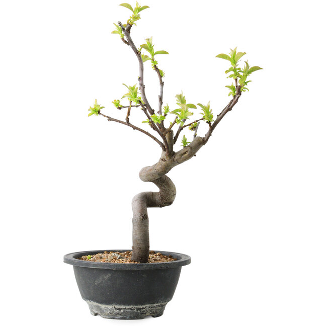 Pseudocydonia sinensis, 30 cm, ± 12 years old