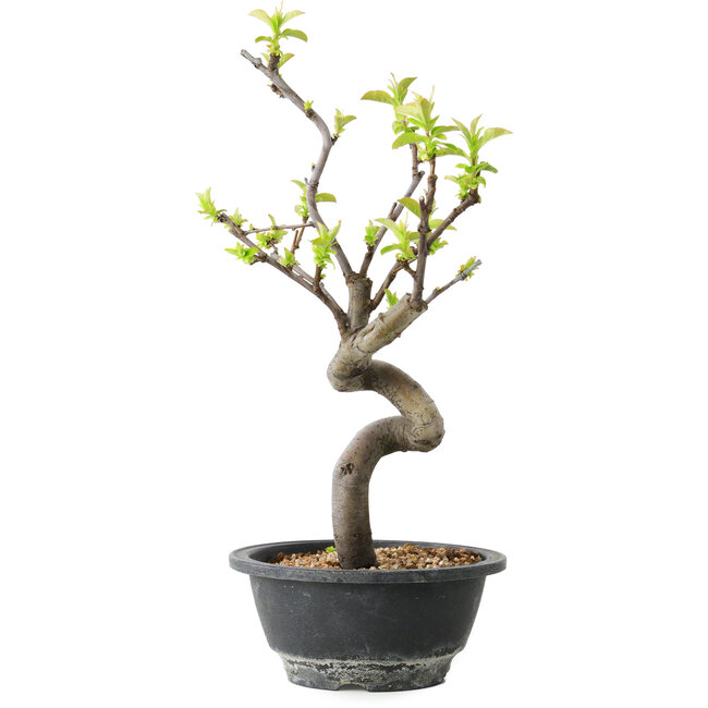 Pseudocydonia sinensis, 30 cm, ± 12 ans