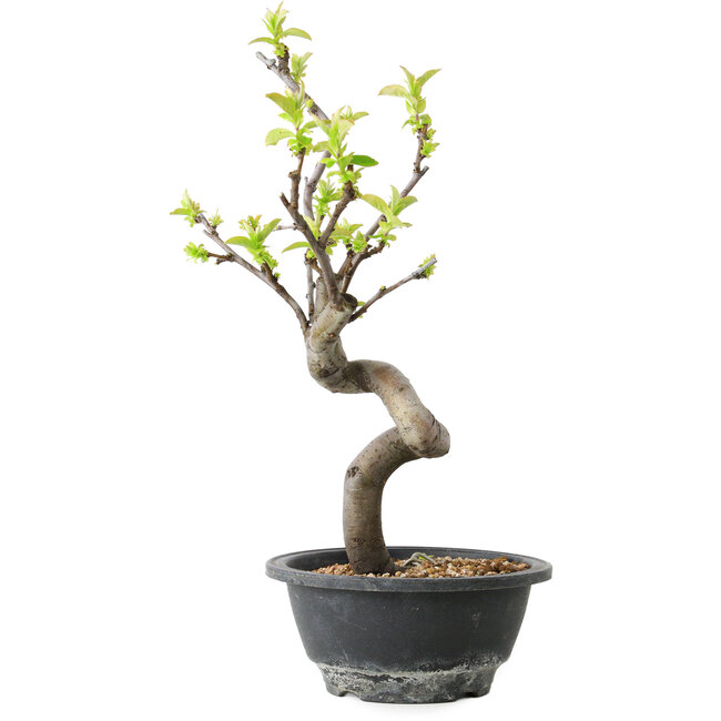 Pseudocydonia sinensis, 30 cm, ± 12 years old