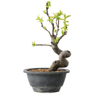 Pseudocydonia sinensis, 24 cm, ± 12 jaar oud