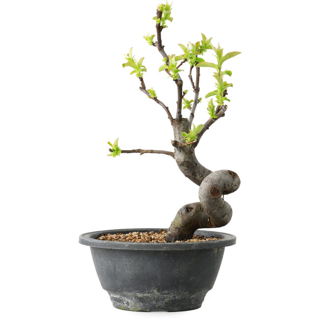 Pseudocydonia sinensis, 24 cm, ± 12 jaar oud