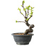 Pseudocydonia sinensis, 24 cm, ± 12 years old
