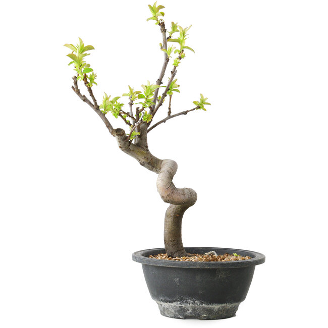 Pseudocydonia sinensis, 30 cm, ± 12 years old