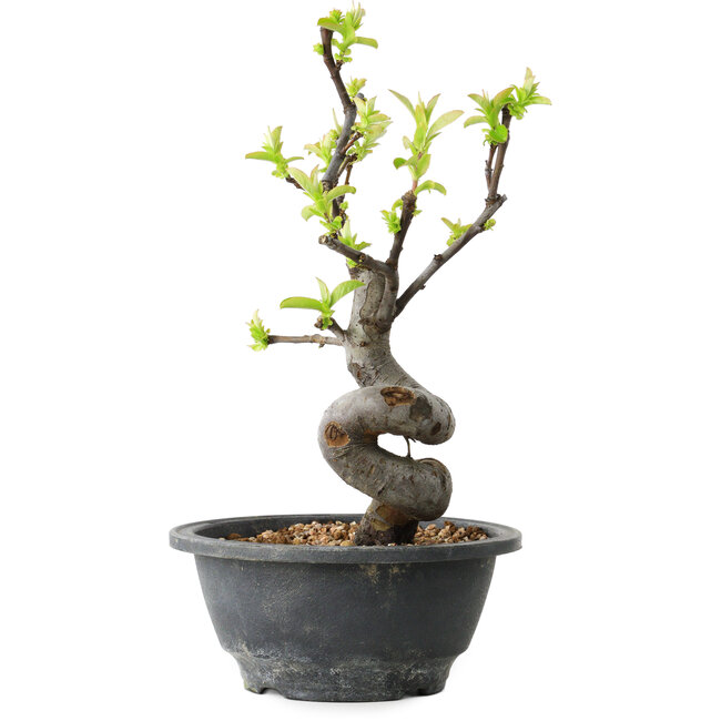 Pseudocydonia sinensis, 24 cm, ± 12 Jahre alt