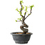 Pseudocydonia sinensis, 24 cm, ± 12 years old