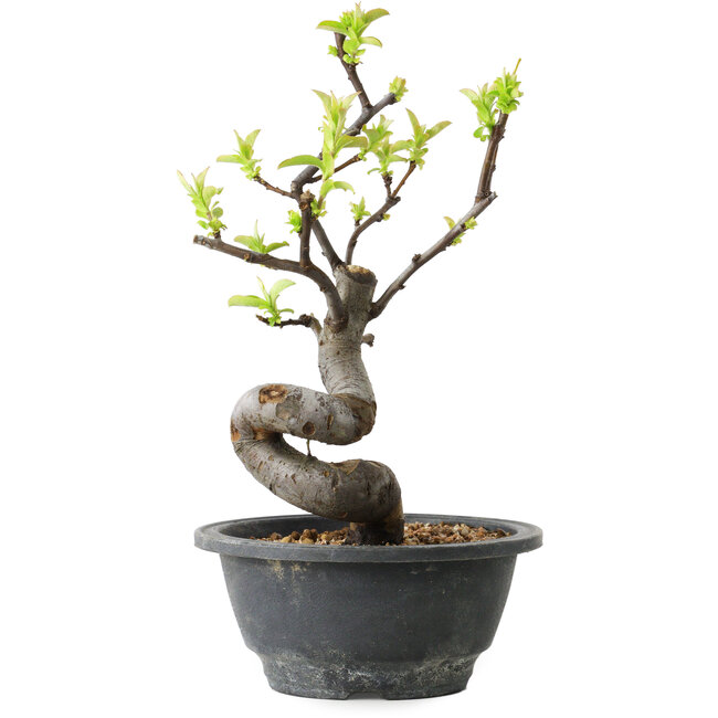 Pseudocydonia sinensis, 24 cm, ± 12 years old