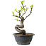 Pseudocydonia sinensis, 24 cm, ± 12 years old