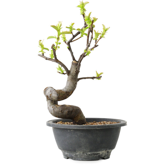 Pseudocydonia sinensis, 24 cm, ± 12 ans