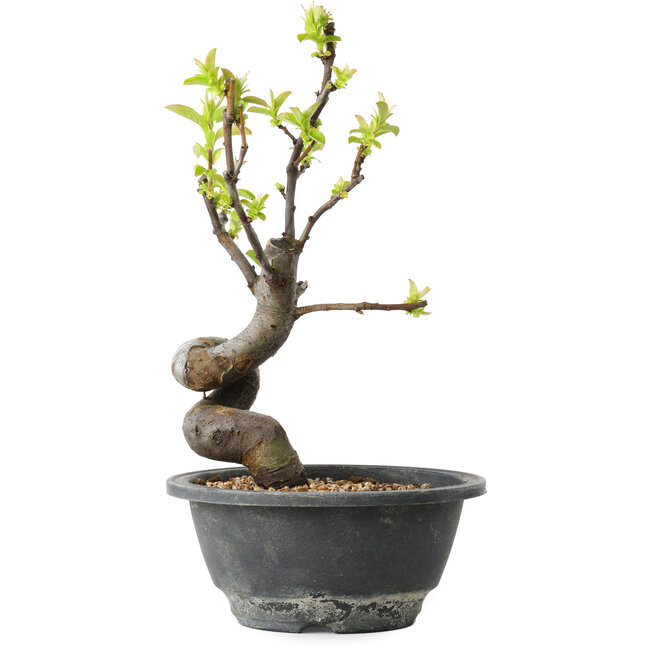 Pseudocydonia sinensis, 24 cm, ± 12 ans