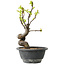 Pseudocydonia sinensis, 24 cm, ± 12 years old