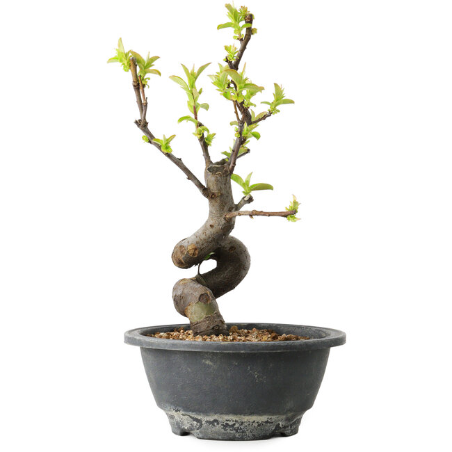 Pseudocydonia sinensis, 24 cm, ± 12 years old