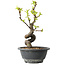 Pseudocydonia sinensis, 24 cm, ± 12 years old