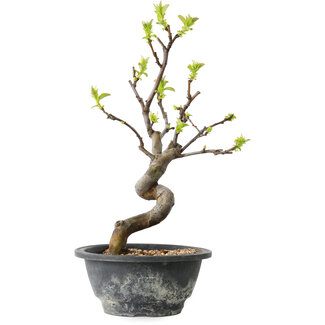 Pseudocydonia sinensis, 27 cm, ± 12 jaar oud
