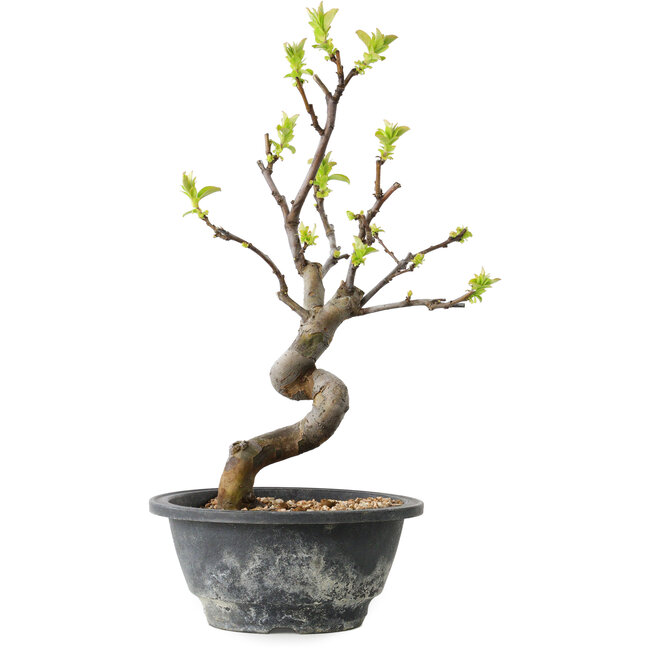 Pseudocydonia sinensis, 27 cm, ± 12 jaar oud