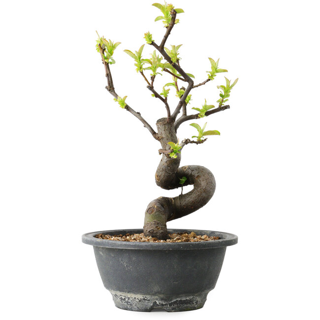 Pseudocydonia sinensis, 24 cm, ± 12 years old