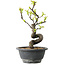 Pseudocydonia sinensis, 24 cm, ± 12 years old